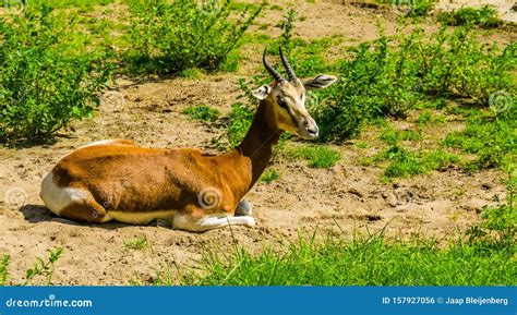 Closeup Of A Mhorr Gazelle Sitting On The Ground Critically Endangered