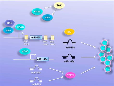 mirnas promote cell proliferation mir 155 and mir 146a were found download scientific diagram