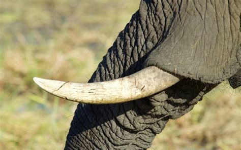 Ivory Smuggler Journal Of African Elephants