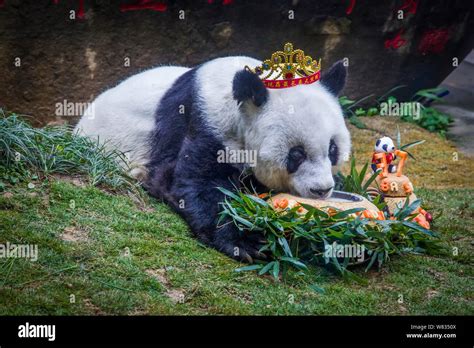 The Worlds Eldest Giant Panda Basi Eats Her Birthday Cake Shaped