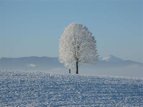 Lone Tree Surrounded By Snowcap Mountain Under Blue Sky · Free Stock Photo
