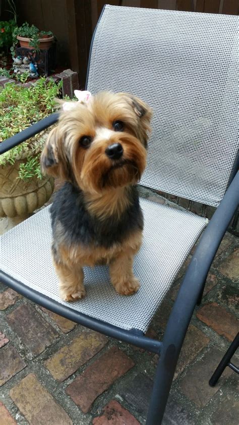 We call it the teddy bear cut, and it's exactly what it sounds like. Pin by debbiehume on Yorkshire Terrier | Yorkie yorkshire terrier, Yorkie terrier, Yorkshire terrier