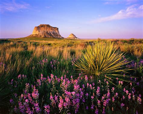 Pawnee Buttes Wildflowers — Alex Burke Photography