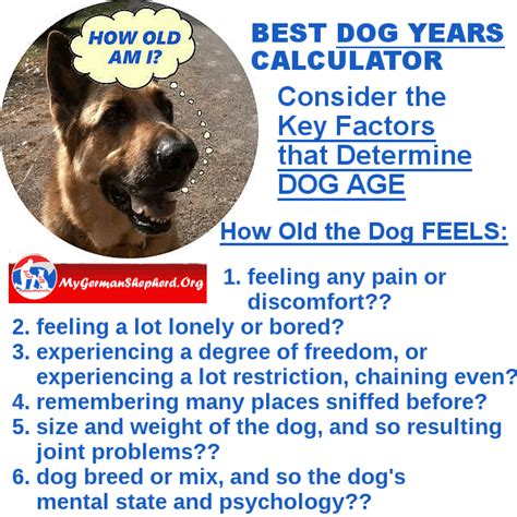 Therefore, make sure you feed your standard poodle dog food that is designed. Dog AGE - How many DOG YEARS does your dog count ...
