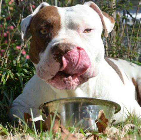 Always talk with your vet if you are concerned about a food allergy with your. Our Guide to the Best Dog Food for Pitbulls in 2019