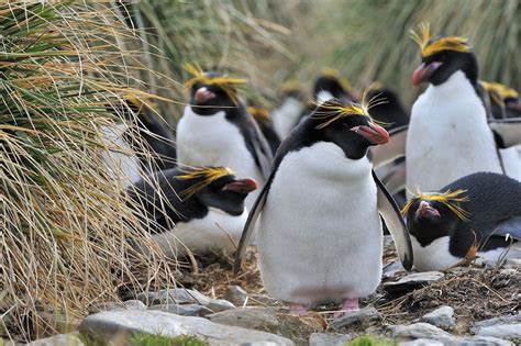 We Spotted Some Macaroni Penguins In South Georgia Macaroni Penguins