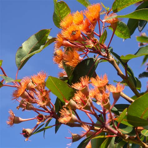 Eucalyptus Ficifolia Ou Gommier Rouge Μonia Flickr