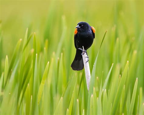 Hd Wallpaper Red Wing Blackbird Perched Wildlife Animal Themes