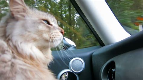He ran to the front door when i picked up my car keys. Cat in Car almost like a human. Cat HAL - YouTube