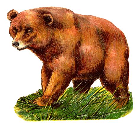 Grizzly Bear Alaska Peninsula Brown Bear Clip Art Bear Png Download