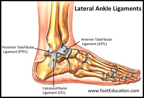 Ligaments Of The Foot And Ankle Overview Footeducation