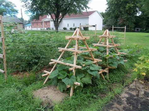 The Trellises In The Foreground Are Zuchinni Plants Plants Vertical