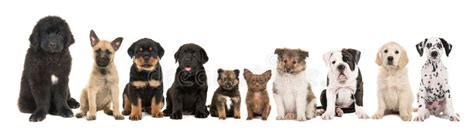 Large Group Of Ten Different Kind Of Breed Puppies Stock Image Image