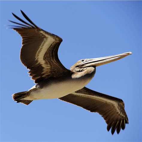 How To Tell A Juvenile Brown Pelican From An Adult Mendonoma Sightings