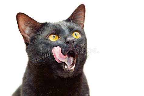 The Black Cat Opened His Mouth Wide And Licked Its Tongue Stock Photo