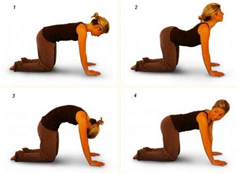 Cat And Camel The Best Exercise For The Back And Abdominal Muscles Aafs