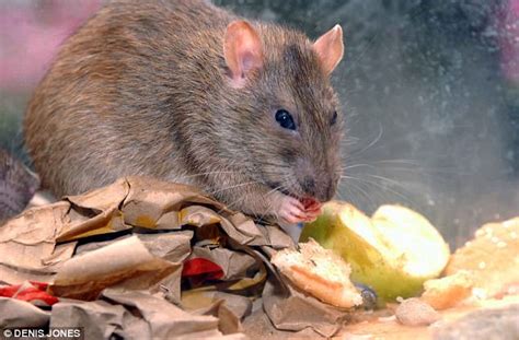 200 Million Rats Will Invade Homes This Autumn Daily Mail Online