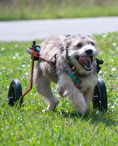 Rear Support Dog Wheelchair By K9 Carts