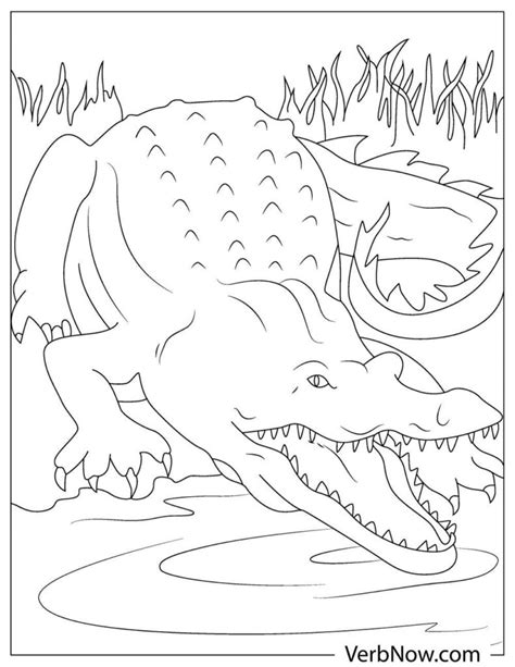 Alligator Printable Coloring Pages
