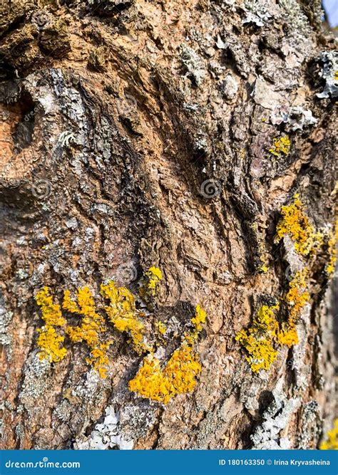 Fungal Diseases Moss On Bark And Tree Branches Stock Photo Image Of