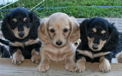 Breeders of akc miniature & small standard dachshunds in most colors & patterns & all three coat hickory dox kennels dachshund. Cute Puppy Dogs: miniature dachshund puppies