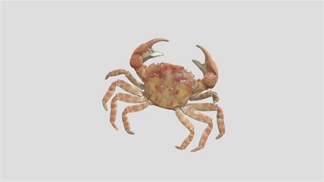 crab 3d model by mason fletcher3 [5775560] sketchfab
