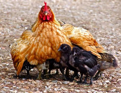 Mother Hen Gathering Her Chicks Copyright Martha Van Der Westhuizen