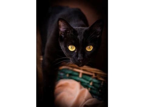 Merveilleux Chats Noirs D Couvrez Photos Magnifiques Chat Noir