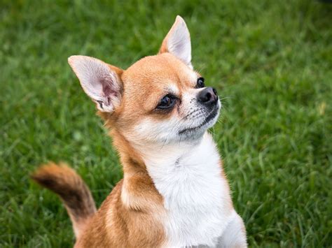 Kostenloses Foto Chihuahua Hund Chiwawa Klein Kostenloses Bild