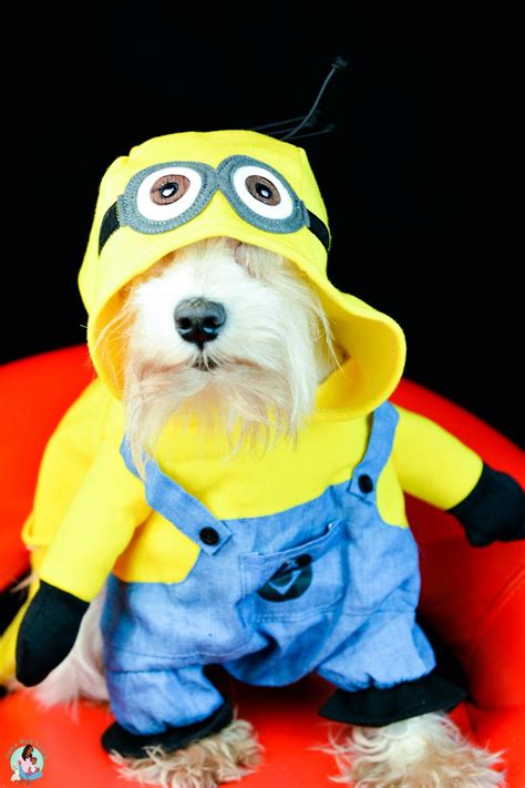 Small Dog Minion Costume Come Wag Along