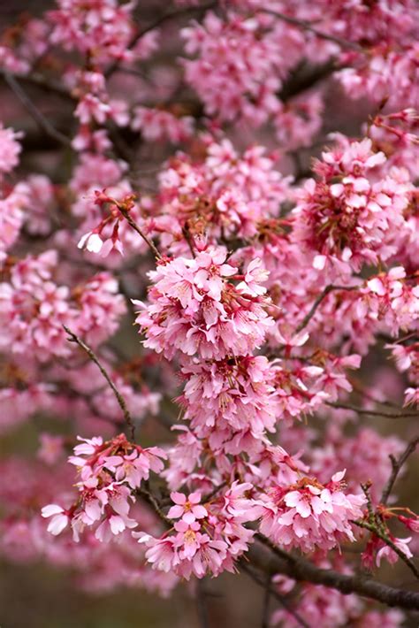 Okame Flowering Cherry Prunus Okame In Greensboro North Carolina