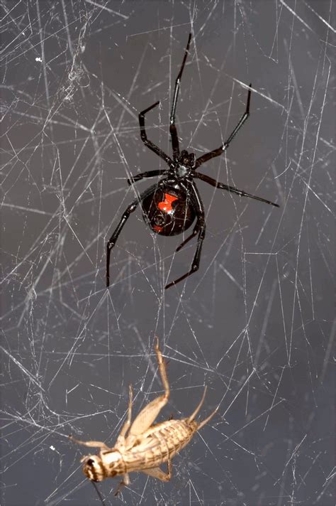 Black Widow Spider Web Black Widow Spider Spider Black Widow Web
