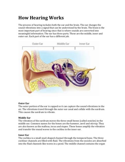 How Do Our Ears Function