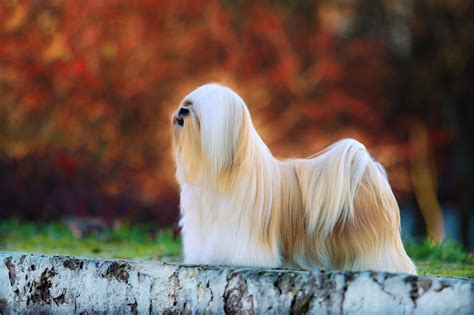 Top 10 Longest Living Dog Breeds Mystart
