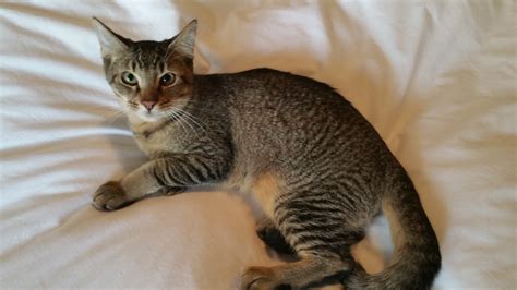 Oscar Male Abyssinian Cat In Nsw Petrescue