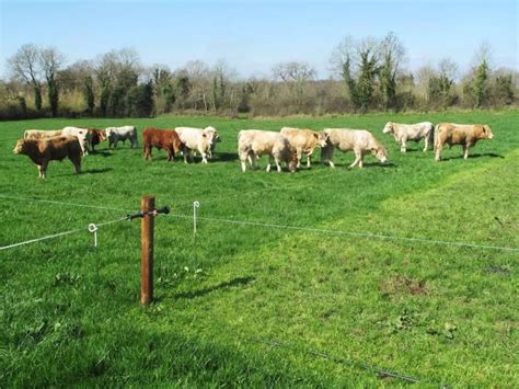 setting up a paddock grazing system cow pasture cattle barn cattle ranching