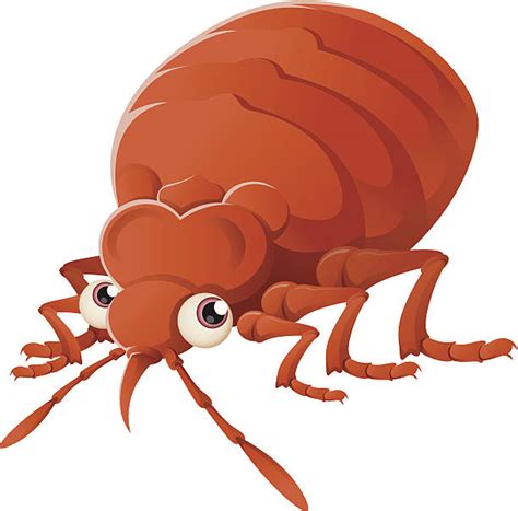 Bed Bugs Illustrations Royalty Free Vector Graphics