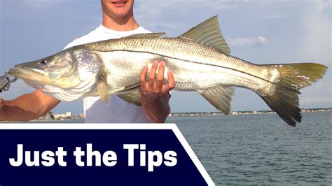 Wintertime Snook Fishing Tips Where Bait And Tackle Just The Tips