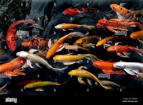 Colorful Koi Fish Swimming In The Pond Stock Photo Alamy