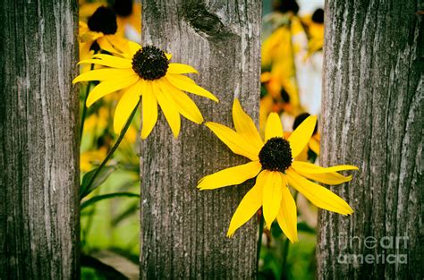 Bright Yellow Autumn Flowers Photograph By Sabine Jacobs Pixels