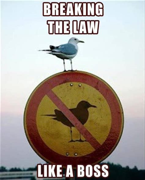 Seagull Breaking The Law Comediva