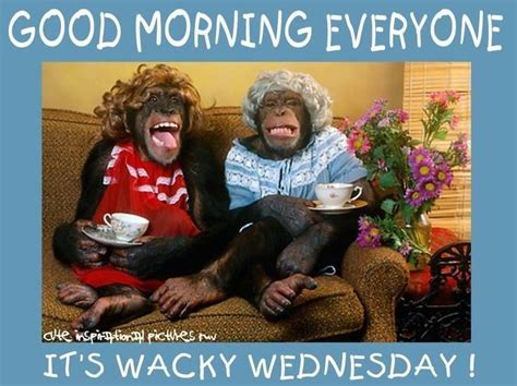 good morning everyone its wacky wednesday good morning funny wacky wednesday weekend humor
