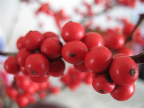 Hh Photography Winter Berries