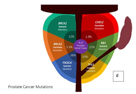 Familial pancreatic cancer includes inherited mutations are genetic changes passed from parent to child. Germline and Somatic mutations found across tumor types ...