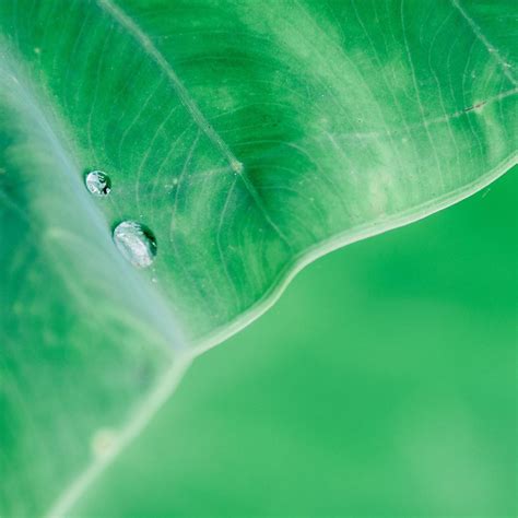 Water Drop On Leaf Macro 4k Ipad Wallpapers Free Download
