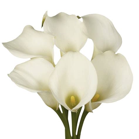 Amazon Com Globalrose Fresh Open Cut White Calla Lilies Fresh