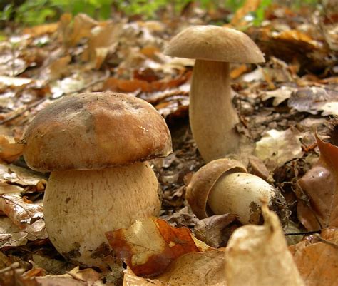 Boletus Reticulatus The Ultimate Mushroom Guide