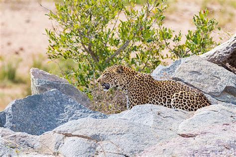 80 Hiding Bush Leopard Africa Stock Photos Pictures And Royalty Free
