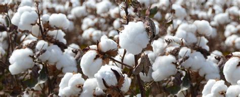 Cotton Cultivation How To Reap More Yields Ankur Seeds