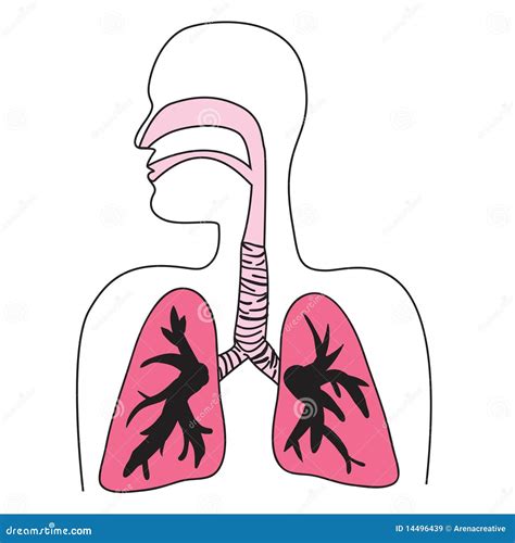 Diagrama De Sistema Respiratorio Humano Stock De Ilustración